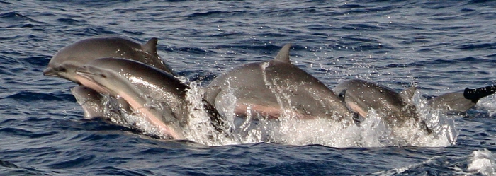 Fraser's dolphins (Lagenodelphis hosei) in the Philippines Fraser's dolphins (Lagenodelphis hosei) in the Philippines