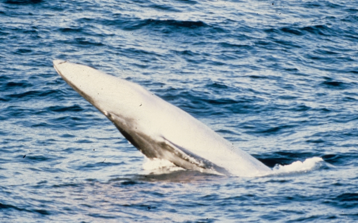 Bryde's whale (Balaenoptera omurai)