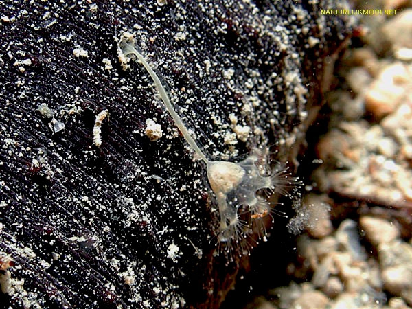 Stylocoronella riedli Stylocoronella riedli