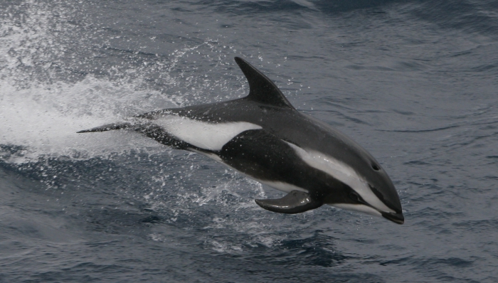 Hourglass dolphin (Lagenorhynchus cruciger). Copyrighted by A. R. Martin. Hourglass dolphin (Lagenorhynchus cruciger). Copyrighted by A. R. Martin.