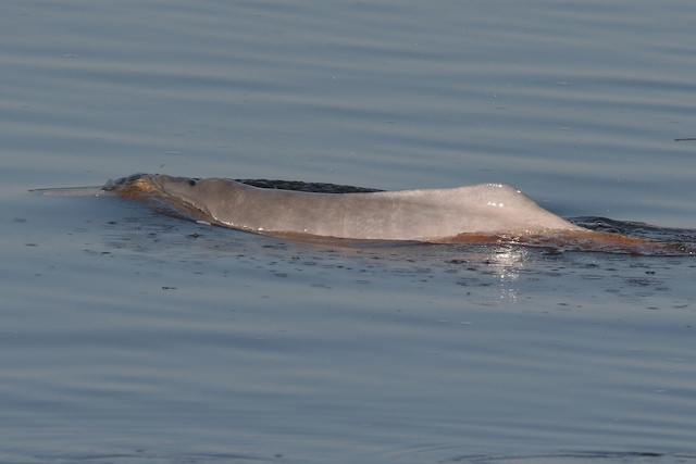 Amazon river dolphin (Inia geoffrensis) Amazon river dolphin (Inia geoffrensis)