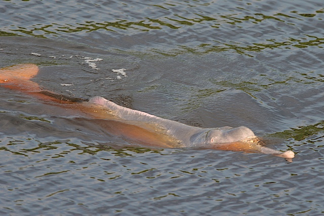 Amazon river dolphin 