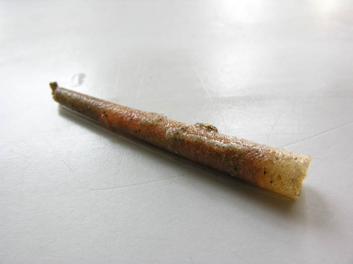Koker goudkammetje Koker goudkammetje