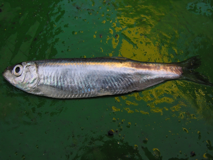Sprat Sprat