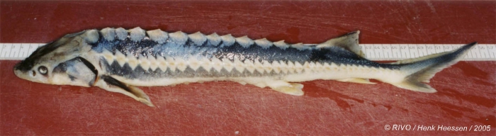 Acipenser sturio Linnaeus, 1758 