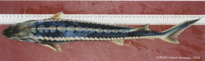 Acipenser sturio Linnaeus, 1758 