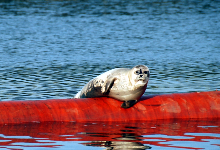 Gewone zeehond Gewone zeehond