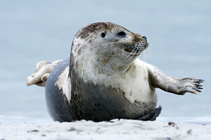 Gewone zeehond Gewone zeehond
