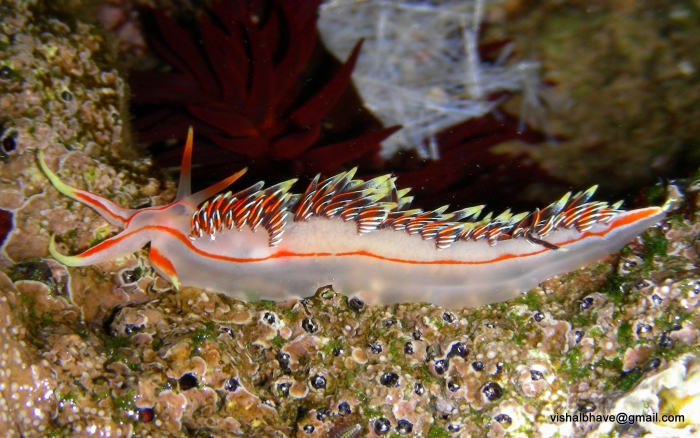 Phidiana militaris Phidiana militaris