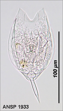 Lecane decipiens