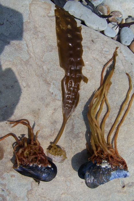 Laminaria saccharina Laminaria saccharina