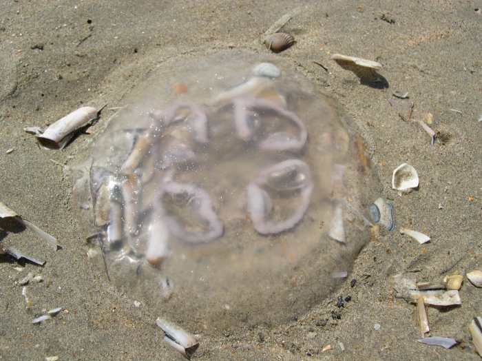 oorkwal Aurelia aurita oorkwal Aurelia aurita