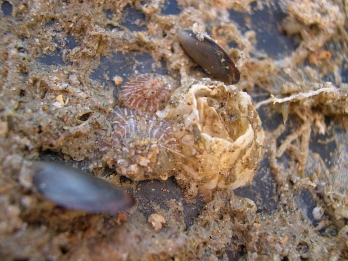 gekartelde zeepok Balanus crenatus met jonge paardeannemoon gekartelde zeepok Balanus crenatus met jonge paardeannemoon