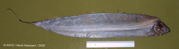 Trachipterus arcticus (Brünnich, 1788)