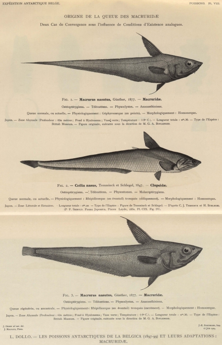 Dollo (1904, pl. 08) Dollo (1904, pl. 08)