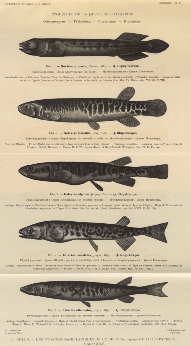 Dollo (1904, pl. 10) Dollo (1904, pl. 10)