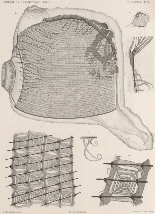 Van Beneden; de Selys Longchamps (1913, pl. 01) Van Beneden; de Selys Longchamps (1913, pl. 01)