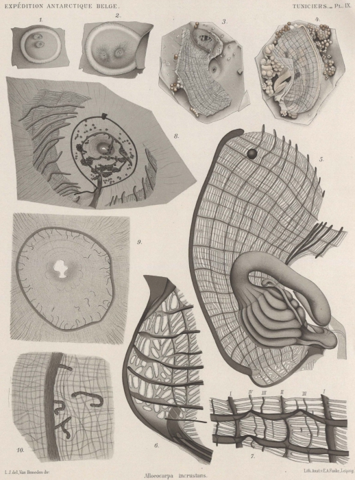 Van Beneden; de Selys Longchamps (1913, pl. 09) Van Beneden; de Selys Longchamps (1913, pl. 09)