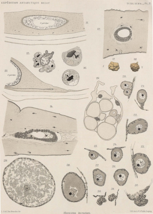 Van Beneden; de Selys Longchamps (1913, pl. 10) Van Beneden; de Selys Longchamps (1913, pl. 10)