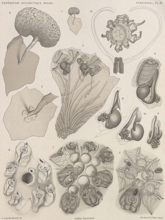 Van Beneden; de Selys Longchamps (1913, pl. 11) Van Beneden; de Selys Longchamps (1913, pl. 11)