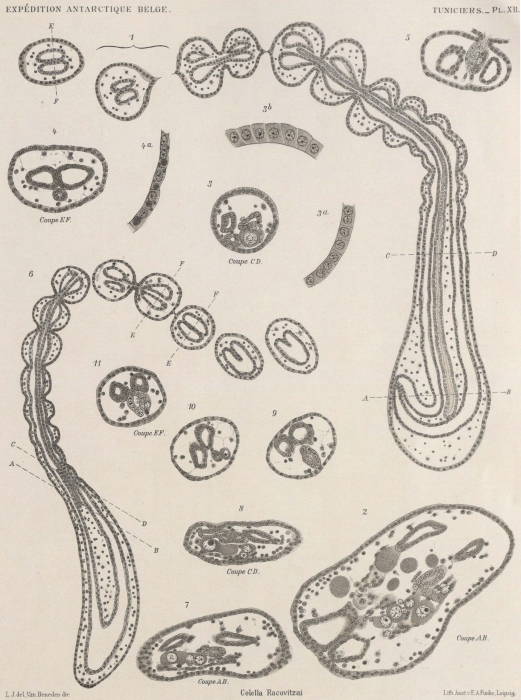 Van Beneden; de Selys Longchamps (1913, pl. 12) Van Beneden; de Selys Longchamps (1913, pl. 12)
