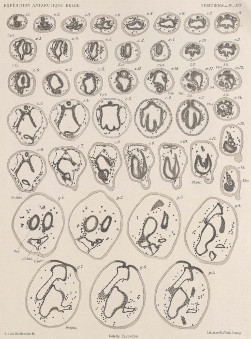 Van Beneden; de Selys Longchamps (1913, pl. 13) Van Beneden; de Selys Longchamps (1913, pl. 13)
