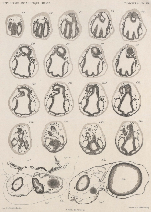 Van Beneden; de Selys Longchamps (1913, pl. 14) Van Beneden; de Selys Longchamps (1913, pl. 14)