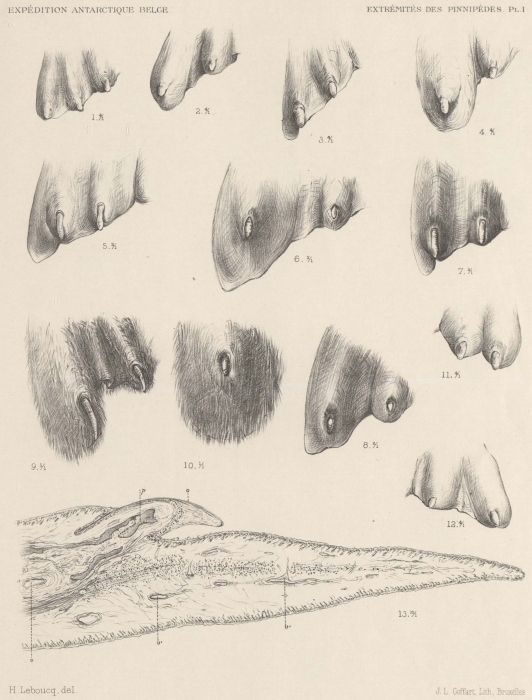 Leboucq (1904, pl. 1) Leboucq (1904, pl. 1)