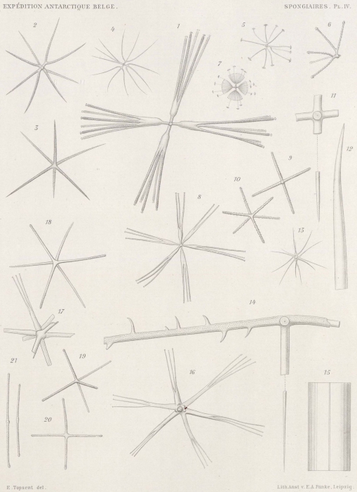 Topsent (1902, pl. 4) Topsent (1902, pl. 4)