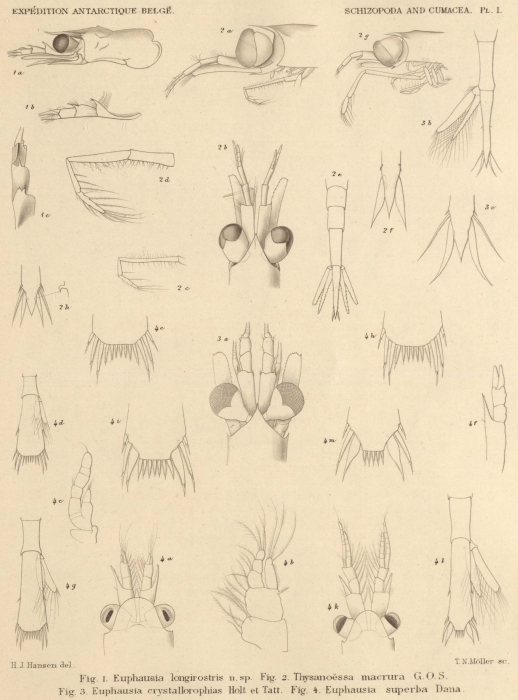 Hansen (1908, pl. 1) Hansen (1908, pl. 1)
