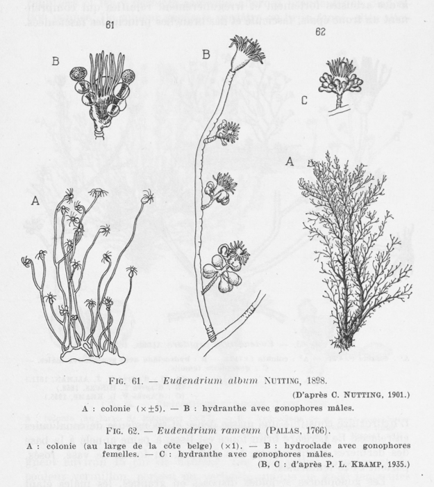 Leloup (1952, fig. 61 & 62) Leloup (1952, fig. 61 & 62)