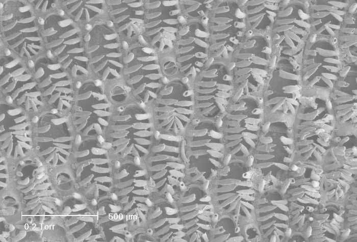 Hincksina flustroides crassispinata