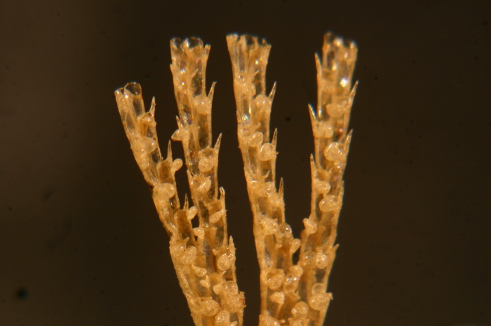 Bugula turbinata Alder, 1857 Bugula turbinata Alder, 1857
