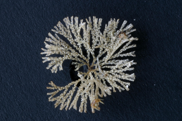 Bugula fulva Ryland, 1960, specimen from Trébeurden marina, France, 2002
