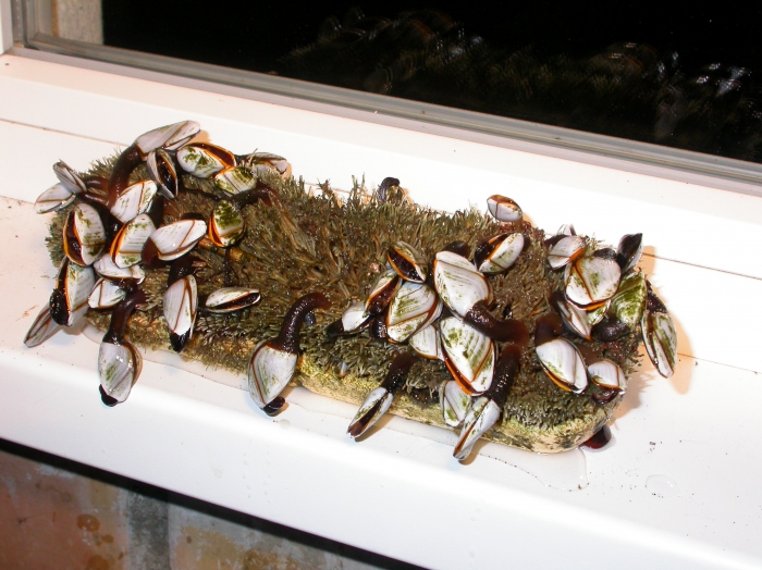 eendenmossels eendenmossels