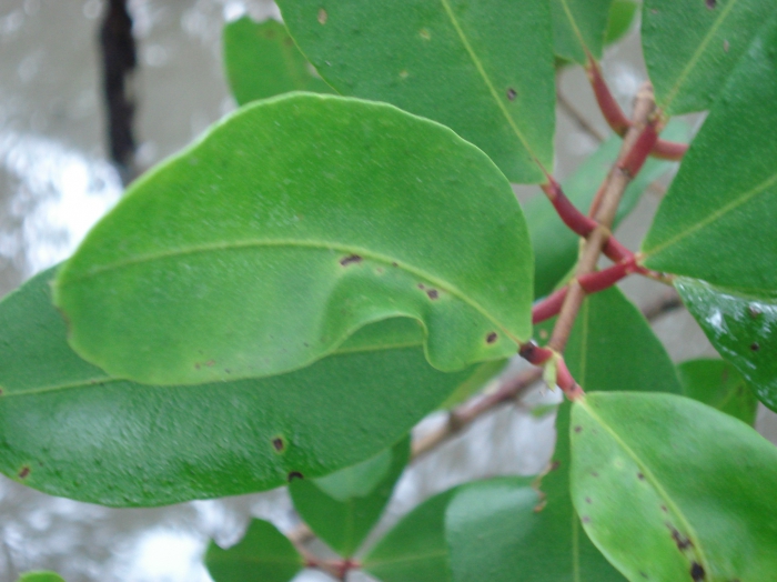 Laguncularia racemosa image