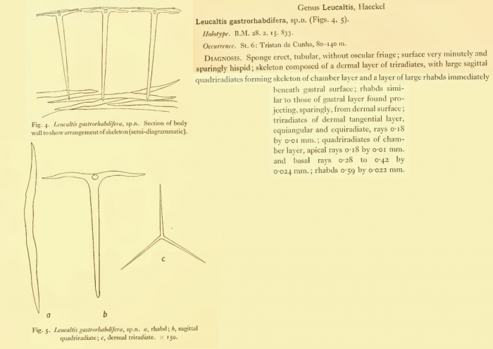 Leucaltis gastrorhabdifera = Amphoriscus gastrorhabdifer Leucaltis gastrorhabdifera = Amphoriscus gastrorhabdifer