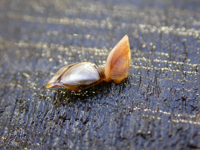 Eendenmossels Eendenmossels