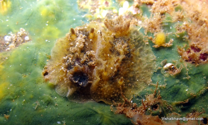 Siraius nucleola Siraius nucleola