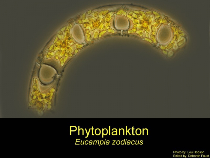 Eucampia zodiacus Eucampia zodiacus