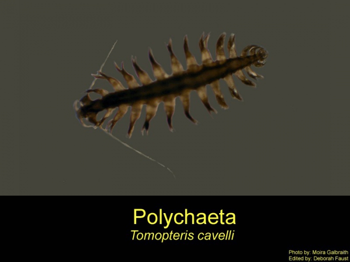 Tomopteris cavalli