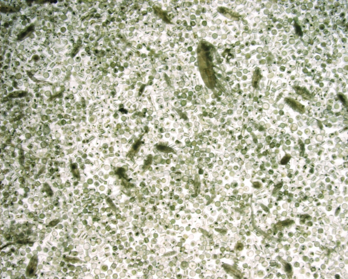Coscinodiscus, Wide Angle, 1x Coscinodiscus, Wide Angle, 1x