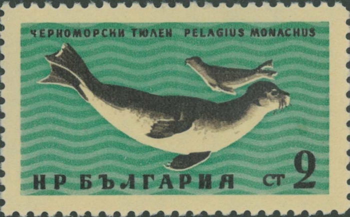 Monachus monachus