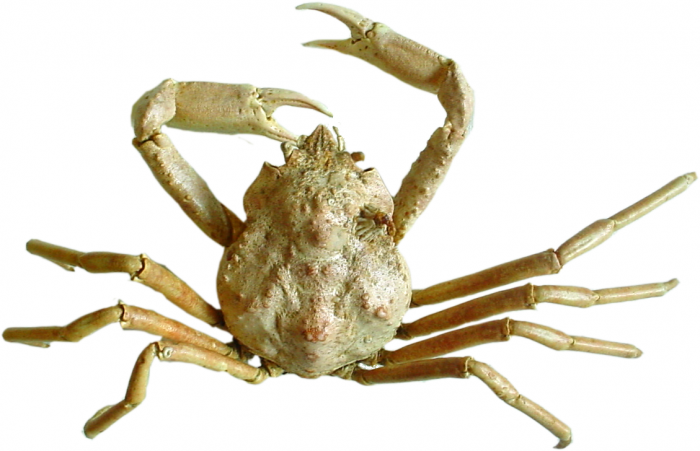 Hyas coarctatus - dried