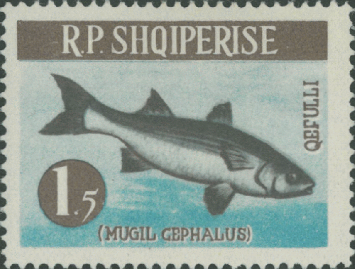 Mugil cephalus Mugil cephalus