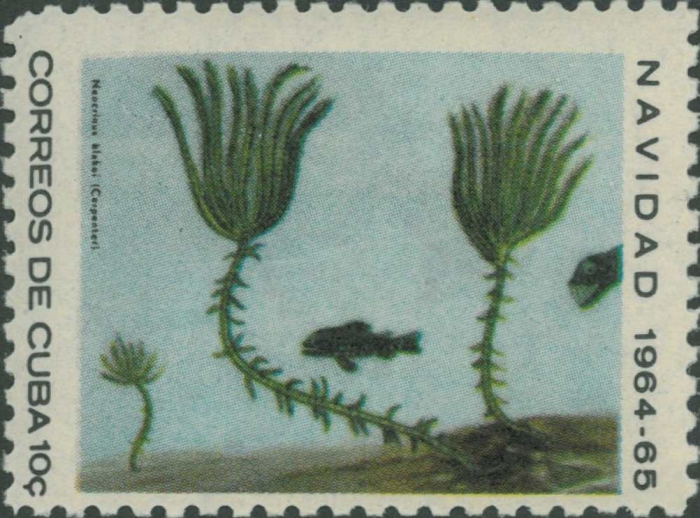 Neocrinus blakei