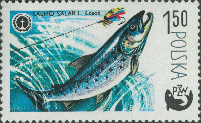 Salmo salar