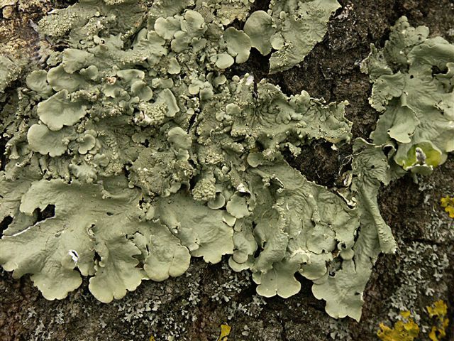 Flavoparmelia caperata Flavoparmelia caperata