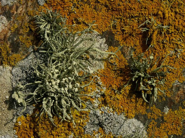 Ramalina siliquosa Ramalina siliquosa