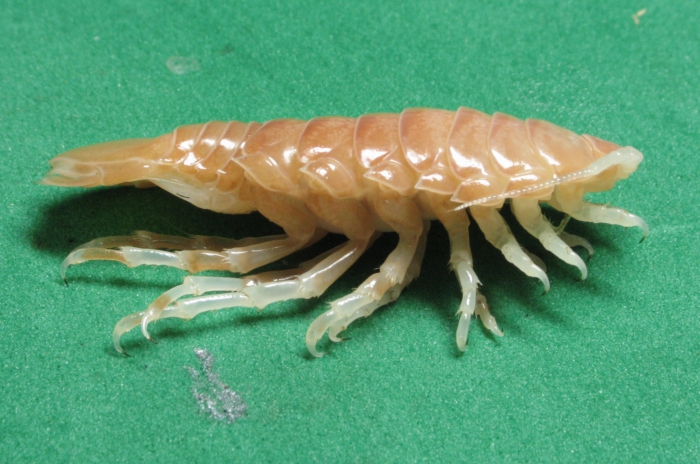 Syscenus infelix